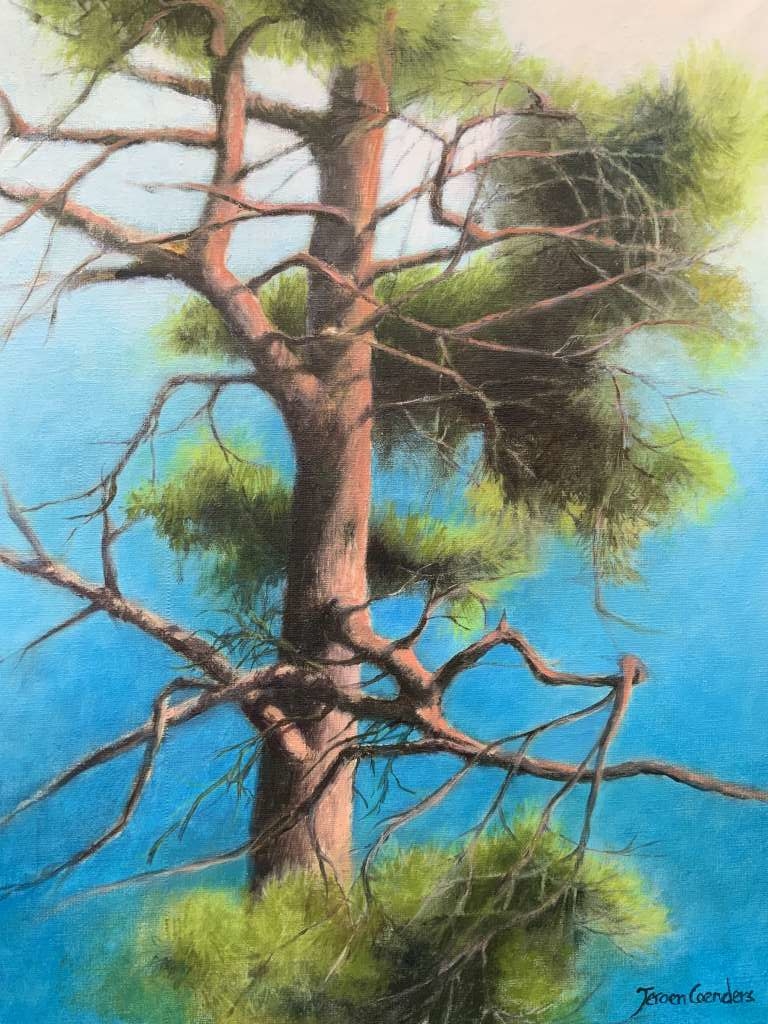 Schilderij van een boom met een dikke stam, kale takken en groen naaldhout tegen een helderblauwe lucht, gemaakt door Jeroen Coenders
