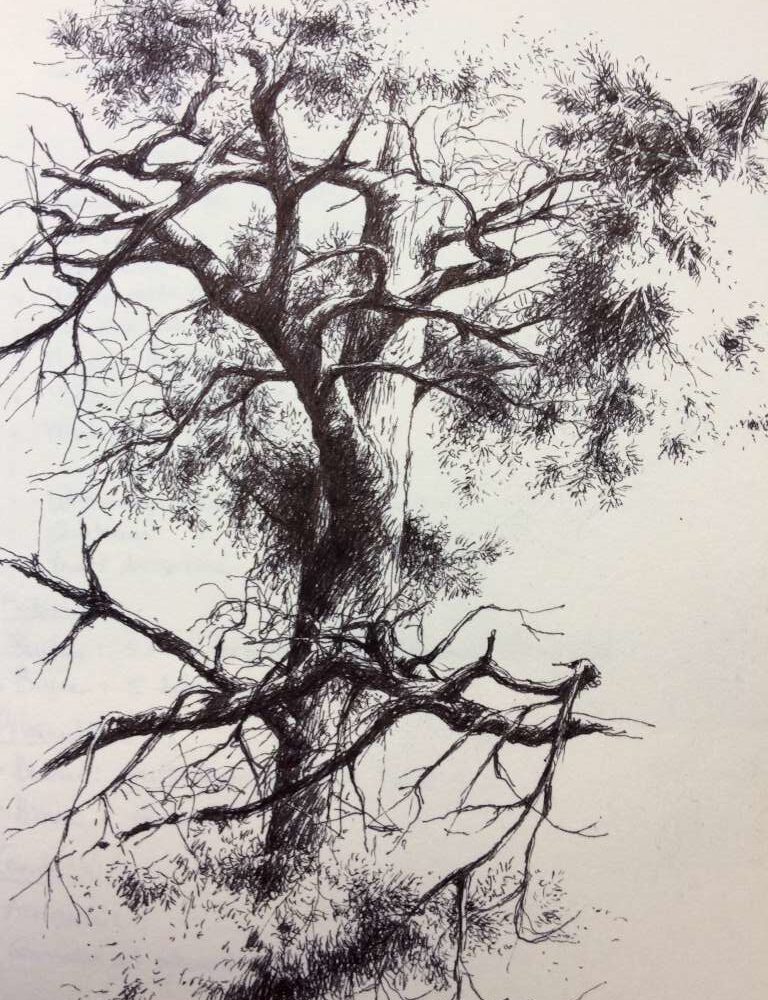 Gedetailleerde pentekening van Jeroen Coenders van een grove den, met een complexe takkenstructuur en fijne texturen in de naalden, uitgevoerd met krachtige zwarte inktlijnen.